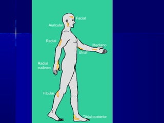 Tibial posterior
Fibular
Radial
cutâneo
Radial
Mediano
Ulnar
Facial
Auricular
 