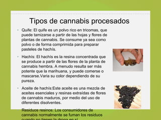 Tipos de cannabis procesados
• Quife: El quife es un polvo rico en tricomas, que
  puede tamizarse a partir de las hojas y flores de
  plantas de cannabis. Se consume ya sea como
  polvo o de forma comprimida para preparar
  pasteles de hachís.
• Hachís: El hachís es la resina concentrada que
  se produce a partir de las flores de la planta de
  cannabis hembra. A menudo resulta ser más
  potente que la marihuana, y puede comerse o
  mascarse.Varia su color dependiendo de su
  pureza.
• Aceite de hachís:Este aceite es una mezcla de
  aceites esenciales y resinas extraídas de flores
  de cannabis maduros, por medio del uso de
  diferentes disolventes.
• Residuos resinos: Los consumidores de
  cannabis normalmente se fuman los residuos
 
