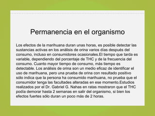 Permanencia en el organismo
Los efectos de la marihuana duran unas horas, es posible detectar las
sustancias activas en los análisis de orina varios días después del
consumo, incluso en consumidores ocasionales.El tiempo que tarda es
variable, dependiendo del porcentaje de THC y de la frecuencia del
consumo. Cuanto mayor tiempo de consumo, más tiempo es
detectable. Los análisis de orina son un medio eficaz de identificar el
uso de marihuana, pero una prueba de orina con resultado positivo
sólo indica que la persona ha consumido marihuana, no prueba que el
consumidor tenga las facultades alteradas en ese momento.Estudios
realizados por el Dr. Gabriel G. Nahas en ratas mostraron que el THC
podía demorar hasta 2 semanas en salir del organismo, si bien los
efectos fuertes sólo duran un poco más de 2 horas.
 