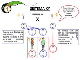 Ocorre em todos os
mamíferos, em
alguns insetos e em
algumas plantas
com sementes.
SISTEMA XY
As fêmeas têm um
par de cromossomos
homólogos, os
cromossomos X. Os
machos, há 2
cromossomos
diferentes: X e Y.
Nesse sistema, o
gameta masculino
é que determina o
sexo dos
indivíduos.
 