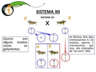 SISTEMA X0
Ocorre em
alguns insetos
como os
gafanhotos.
As fêmeas têm dois
cromossomos X. Os
machos, apenas 1
cromossomo, por
isso, são chamados
de “xis-zero” (X0).
 