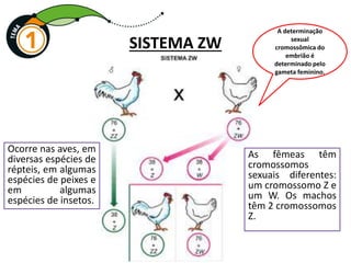 SISTEMA ZW
Ocorre nas aves, em
diversas espécies de
répteis, em algumas
espécies de peixes e
em algumas
espécies de insetos.
As fêmeas têm
cromossomos
sexuais diferentes:
um cromossomo Z e
um W. Os machos
têm 2 cromossomos
Z.
A determinação
sexual
cromossômica do
embrião é
determinado pelo
gameta feminino.
 
