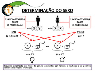 Esquema simplificado dos tipos de gameta produzidos por homens e mulheres e as possíveis
combinações deles na fecundação.
DETERMINAÇÃO DO SEXO
23 CROMOSSOMOS
PARES
(1 PAR SEXUAL)
23 CROMOSSOMOS
PARES
(1 PAR SEXUAL)
44 +
SPTZ ÓVULO
ou
22 + X ou 22 + Y 22 + X
44 +
44 +
44 +
 