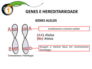GENES E HEREDITARIEDADE
Condicionam o mesmo caráter.
Ocupam o mesmo lócus em cromossomos
homólogos
GENES ALELOS
 