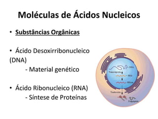 Moléculas de Ácidos Nucleicos
• Substâncias Orgânicas
• Ácido Desoxirribonucleico
(DNA)
- Material genético
• Ácido Ribonucleico (RNA)
- Síntese de Proteínas
 