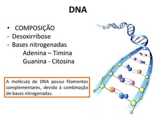 DNA
• COMPOSIÇÃO
- Desoxirribose
- Bases nitrogenadas
Adenina – Timina
Guanina - Citosina
 