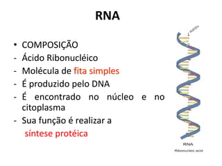RNA
• COMPOSIÇÃO
- Ácido Ribonucléico
- Molécula de fita simples
- É produzido pelo DNA
- É encontrado no núcleo e no
citoplasma
- Sua função é realizar a
síntese protéica
 