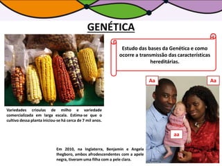 GENÉTICA
Variedades crioulas de milho e variedade
comercializada em larga escala. Estima-se que o
cultivo dessa planta iniciou-se há cerca de 7 mil anos.
Em 2010, na Inglaterra, Benjamin e Angela
Ihegboro, ambos afrodescendentes com a apele
negra, tiveram uma filha com a pele clara.
Estudo das bases da Genética e como
ocorre a transmissão das características
hereditárias.
aa
Aa Aa
 