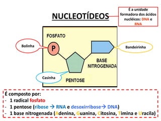 NUCLEOTÍDEOS
É a unidade
formadora dos ácidos
nucléicos: DNA e
RNA
Bolinha
Casinha
Bandeirinha
É composto por:
- 1 radical fosfato
- 1 pentose (ribose  RNA e desoxirribose DNA)
- 1 base nitrogenada (Adenina, Guanina, Citosina, Timina e Uracila)
 