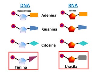 DNA RNA
Adenina
Guanina
Citosina
Timina Uracila
Desoxirribose Ribose
 