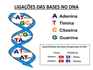 LIGAÇÕES DAS BASES NO DNA
 