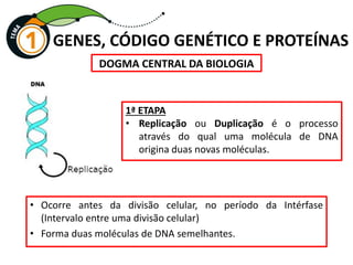 GENES, CÓDIGO GENÉTICO E PROTEÍNAS
1ª ETAPA
• Replicação ou Duplicação é o processo
através do qual uma molécula de DNA
origina duas novas moléculas.
DOGMA CENTRAL DA BIOLOGIA
• Ocorre antes da divisão celular, no período da Intérfase
(Intervalo entre uma divisão celular)
• Forma duas moléculas de DNA semelhantes.
 