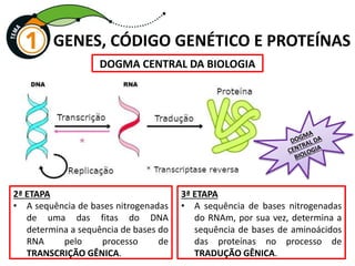 GENES, CÓDIGO GENÉTICO E PROTEÍNAS
3ª ETAPA
• A sequência de bases nitrogenadas
do RNAm, por sua vez, determina a
sequência de bases de aminoácidos
das proteínas no processo de
TRADUÇÃO GÊNICA.
2ª ETAPA
• A sequência de bases nitrogenadas
de uma das fitas do DNA
determina a sequência de bases do
RNA pelo processo de
TRANSCRIÇÃO GÊNICA.
DOGMA CENTRAL DA BIOLOGIA
 