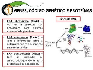 GENES, CÓDIGO GENÉTICO E PROTEÍNAS
• RNA ribossômico (RNAr) –
Constitui a estrutura dos
ribossomos com algumas
estruturas de proteínas.
Tipos de RNA
• RNA mensageiro (RNAm) –
Tem a informação sobre a
ordem em que os aminoácidos
devem ser unidos.
• RNA transportador (RNAt) –
Leva as moléculas de
aminoácidos que vão formar a
proteína até os ribossomos.
 