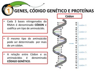 GENES, CÓDIGO GENÉTICO E PROTEÍNAS
• Cada 3 bases nitrogenadas do
RNAm é denominado CÓDON e
codifica um tipo de aminoácido.
Códon
• O mesmo tipo de aminoácido
pode ser determinado por mais
de um códon.
• A relação entre Códon e os
aminoácidos é denominada
CÓDIGO GENÉTICO.
 