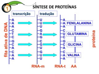A
A
A
C
T
C
G
C
A
C
A
A
U
U
U
G
A
G
C
G
U
G
U
U
A
A
A
C
U
C
G
C
A
C
A
A
FENILALANINA
GLUTAMINA
GLICINA
VALINA
fita
ativa
de
DNA
RNA-m RNA-t AA
proteína
transcrição tradução
SÍNTESE DE PROTEÍNAS
 