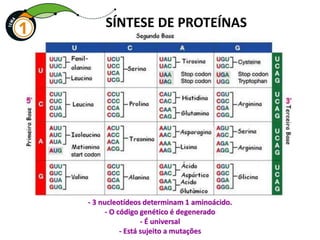 SÍNTESE DE PROTEÍNAS
- 3 nucleotídeos determinam 1 aminoácido.
- O código genético é degenerado
- É universal
- Está sujeito a mutações
 