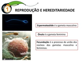 REPRODUÇÃO E HEREDITARIEDADE
Espermatozóide é o gameta masculino
Óvulo é o gameta feminino
Fecundação é o processo de união dos
núcleos dos gametas masculino e
femininos.
 