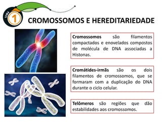 CROMOSSOMOS E HEREDITARIEDADE
Cromossomos são filamentos
compactados e enovelados compostos
de molécula de DNA associadas a
Histonas.
Cromátides-irmãs são os dois
filamentos de cromossomos, que se
formaram com a duplicação do DNA
durante o ciclo celular.
Telômeros são regiões que dão
estabilidades aos cromossomos.
 