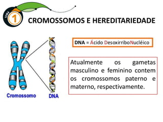 CROMOSSOMOS E HEREDITARIEDADE
Atualmente os gametas
masculino e feminino contem
os cromossomos paterno e
materno, respectivamente.
 