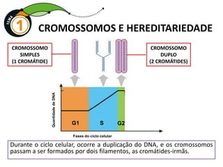 Durante o ciclo celular, ocorre a duplicação do DNA, e os cromossomos
passam a ser formados por dois filamentos, as cromátides-irmãs.
CROMOSSOMOS E HEREDITARIEDADE
CROMOSSOMO
SIMPLES
(1 CROMÁTIDE)
CROMOSSOMO
DUPLO
(2 CROMÁTIDES)
Quantidade
de
DNA
Fases do ciclo celular
G1 S G2
 