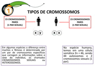 TIPOS DE CROMOSSOMOS
23 CROMOSSOMOS
PARES
(1 PAR SEXUAL)
23 CROMOSSOMOS
PARES
(1 PAR SEXUAL)
Em algumas espécies a diferença entre
machos e fêmeas é determinado por
um par de cromossomos específicos
que carregam as informações sobre o
sexo do indivíduo, os chamados
CROMOSSOMOS SEXUAIS ou
HETEROSSOMOS.
Na espécie humana,
temos em uma célula
somática 2n = 46, sendo
44 autossomos e 2
cromossomos sexuais (1
par).
 