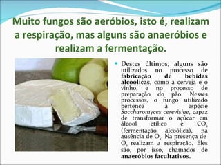 Muito fungos são aeróbios, isto é, realizam a respiração, mas alguns são anaeróbios e realizam a fermentação. Destes últimos, alguns são  utilizados no processo de  fabricação de bebidas alcoólicas , como a cerveja e o vinho, e no processo de preparação do pão. Nesses processos, o fungo utilizado pertence à espécie  Saccharomyces cerevisiae , capaz de transformar o açúcar em álcool etílico e CO 2  (fermentação alcoólica), na ausência de O 2 . Na presença de  O 2  realizam a respiração. Eles são, por isso, chamados de  anaeróbios facultativos . 