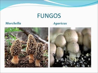 FUNGOS Morchella Agaricus  
