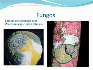 Fungos  Laranja contaminada com  Penicillium  sp , vista a olho nú. 