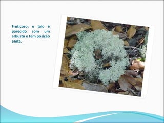   Fruticoso: o talo é parecido com um arbusto e tem posição ereta. 