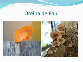 Orelha de Pau  