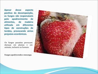 Apesar desse aspecto positivo da decomposição, os fungos são responsáveis pelo apodrecimento de alimentos, de madeira utilizada em diferentes tipos de construções de tecidos, provocando sérios prejuízos econômicos. Os fungos parasitas provocam doenças em plantas e em animais, inclusive no homem . Fungos apodrecendo o morango.  