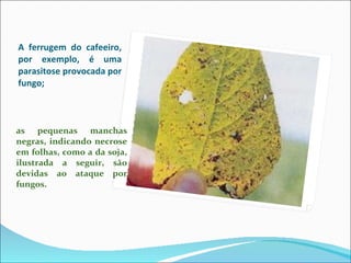 A ferrugem do cafeeiro, por exemplo, é uma parasitose provocada por fungo;  as pequenas manchas negras, indicando necrose em folhas, como a da soja, ilustrada a seguir, são devidas ao ataque por fungos. 