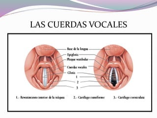 LAS CUERDAS VOCALES
 