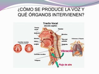 ¿CÓMO SE PRODUCE LA VOZ Y
QUÉ ÓRGANOS INTERVIENEN?
 