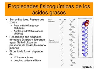Propiedades fisicoquímicas de los
ácidos grasos
• Son anfipáticos. Poseen dos
zonas:
– Polar o hidrófila (grupo
carboxilo)
– Apolar o hidrófoba (cadena
alifática)

• Reaccionan con alcoholes
formando ésteres y liberando
agua. Se hidrolizan en
presencia de álcalis formando
jabones
• El punto de fusión depende
de:
– Nº insaturaciones
– Longitud cadena alifática

 
