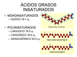 ÁCIDOS GRASOS
INSATURADOS
• MONOINSATURADOS
– OLEICO 18:1 ω9

• POLIINSATURADOS
– LINOLEICO 18:2 ω6
– LINOLÉNICO 18:3 ω3
– ARAQUIDÓNICO 20:4 ω6

 
