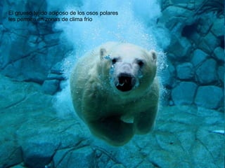 El grueso tejido adiposo de los osos polares
les permite en zonas de clima frío

 