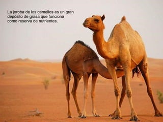 La joroba de los camellos es un gran
depósito de grasa que funciona
como reserva de nutrientes.

 