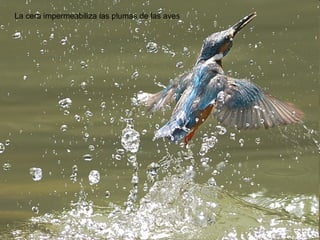 La cera impermeabiliza las plumas de las aves

 