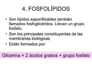 4. FOSFOLÍPIDOS
• Son lípidos saponificables también
llamados fosfoglicéridos. Llevan un grupo
fosfato.
• Son los principales constituyentes de las
membranas biológicas
• Están formados por:

Glicerina + 2 ácidos grasos + grupo fosfato

 