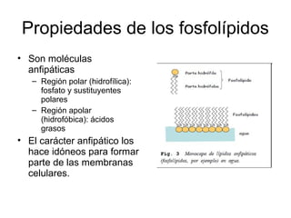 Propiedades de los fosfolípidos
• Son moléculas
anfipáticas
– Región polar (hidrofílica):
fosfato y sustituyentes
polares
– Región apolar
(hidrofóbica): ácidos
grasos

• El carácter anfipático los
hace idóneos para formar
parte de las membranas
celulares.

 
