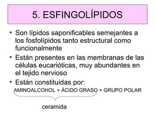 5. ESFINGOLÍPIDOS
• Son lípidos saponificables semejantes a
los fosfolípidos tanto estructural como
funcionalmente
• Están presentes en las membranas de las
células eucarióticas, muy abundantes en
el tejido nervioso
• Están constituidas por:
AMINOALCOHOL + ÁCIDO GRASO + GRUPO POLAR

ceramida

 