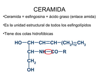 CERAMIDA
•Ceramida = esfingosina + ácido graso (enlace amida)
•Es la unidad estructural de todos los esfingolípidos
•Tiene dos colas hidrofóbicas

 