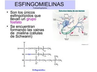ESFINGOMIELINAS
Fosfoesfingolípidos

• Son los únicos
esfingolípidos que
llevan un grupo
fosfato
• Se encuentran
formando las vainas
de mielina (células
de Schwann)

 