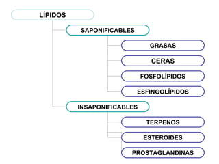 LÍPIDOS
SAPONIFICABLES
GRASAS

CERAS
FOSFOLÍPIDOS
ESFINGOLÍPIDOS
INSAPONIFICABLES
TERPENOS
ESTEROIDES
PROSTAGLANDINAS

 