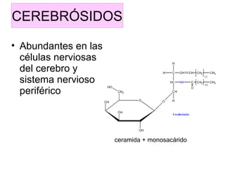 CEREBRÓSIDOS
• Abundantes en las
células nerviosas
del cerebro y
sistema nervioso
periférico

ceramida + monosacárido

 