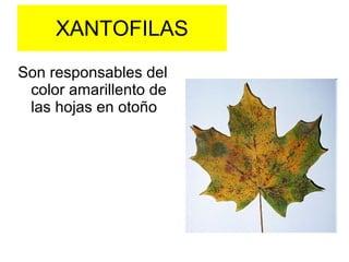 XANTOFILAS
Son responsables del
color amarillento de
las hojas en otoño

 