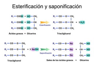 Esterificación y saponificación
R1

COOH + HO

CH2

R1

CO

O

CH2

R2

COOH + HO

CH

R2

CO

O

CH

R3

CO

O

CH2

+ 3 H2O

Esterificación

R3

COOH + HO

CH2

Ácidos grasos + Glicerina

R1

CO

O

CH2

R2

CO

O

CH

Triacilglicerol

R3

CO

O

Triacilglicerol

CH2

R1

O

Na

R2

CO

O

Na

R3

+ 3 Na OH

CO

CO

O

Na

Saponificación

Sales de los ácidos grasos

CH2

+

CH

HO

CH2

+

HO

HO

Glicerina

 