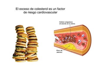 El exceso de colesterol es un factor
de riesgo cardiovascular

 